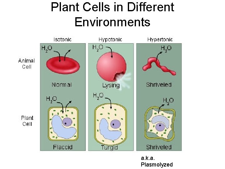 Plant Cells in Different Environments a. k. a. Plasmolyzed 