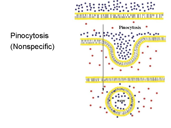 Pinocytosis (Nonspecific) 