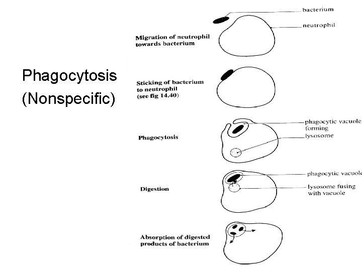 Phagocytosis (Nonspecific) 