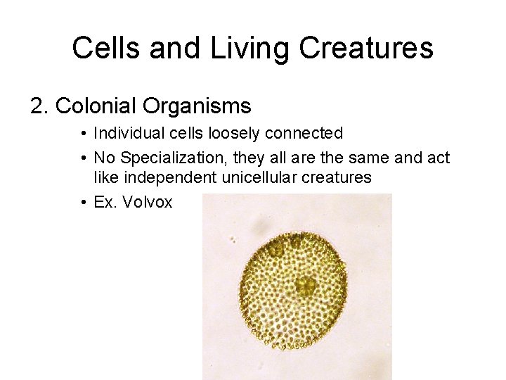 Cells and Living Creatures 2. Colonial Organisms • Individual cells loosely connected • No