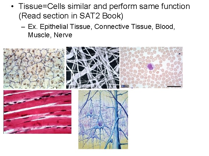  • Tissue=Cells similar and perform same function (Read section in SAT 2 Book)