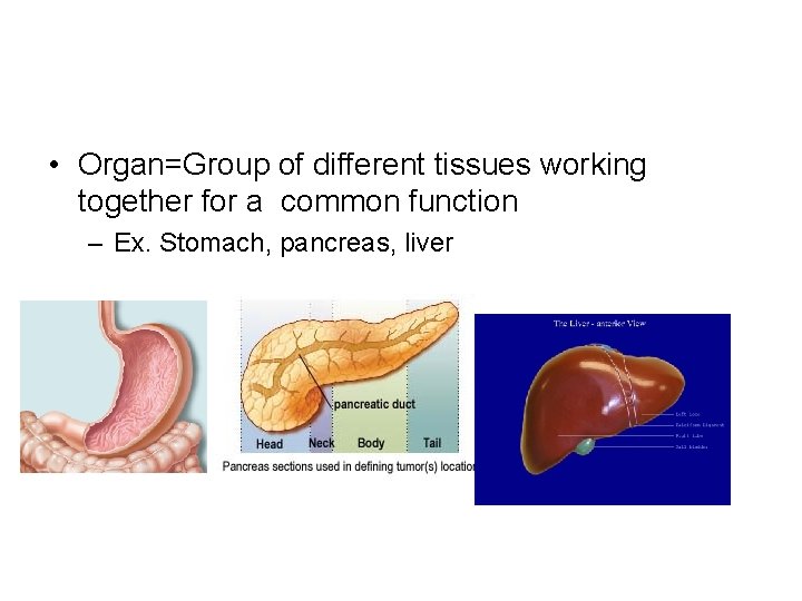  • Organ=Group of different tissues working together for a common function – Ex.