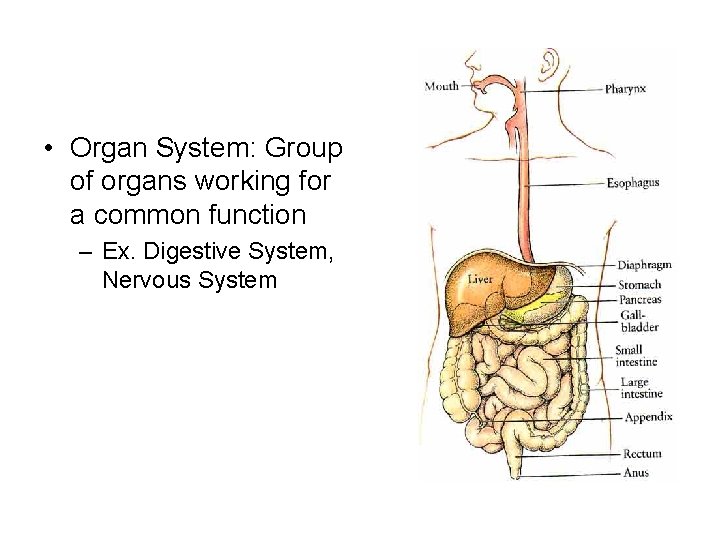  • Organ System: Group of organs working for a common function – Ex.