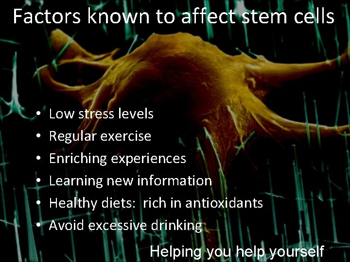 Factors known to affect stem cells • • • Low stress levels Regular exercise