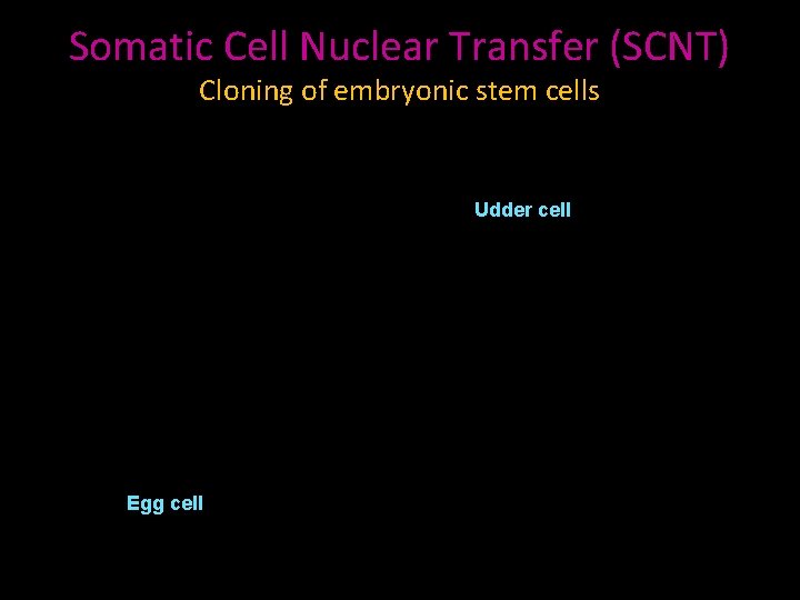 Somatic Cell Nuclear Transfer (SCNT) Cloning of embryonic stem cells Udder cell Egg cell