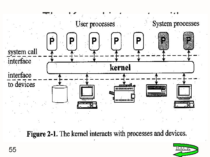 The Kernel interacts with processes and devices 55 BACK 