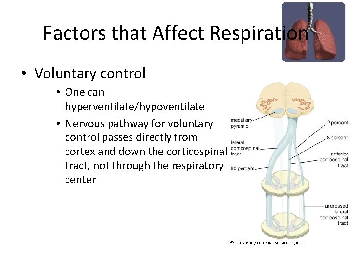 Factors that Affect Respiration • Voluntary control • One can hyperventilate/hypoventilate • Nervous pathway