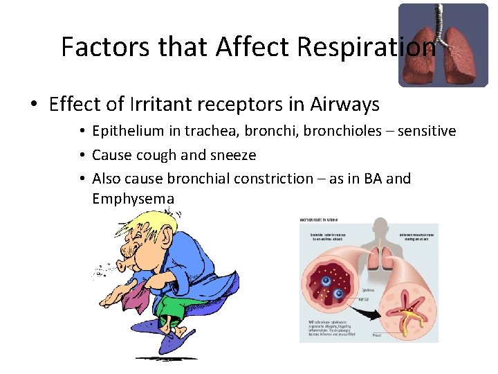 Factors that Affect Respiration • Effect of Irritant receptors in Airways • Epithelium in