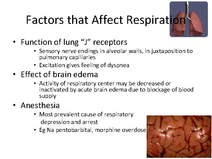 Factors that Affect Respiration • Function of lung “J” receptors • Sensory nerve endings