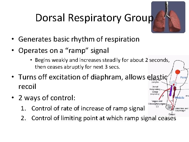 Dorsal Respiratory Group • Generates basic rhythm of respiration • Operates on a “ramp”