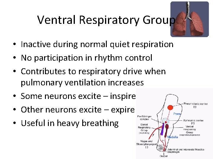 Ventral Respiratory Group • Inactive during normal quiet respiration • No participation in rhythm