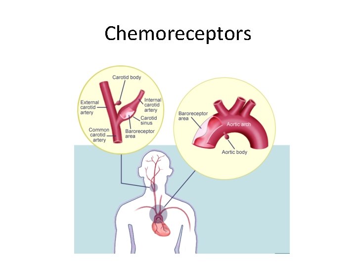 Chemoreceptors 