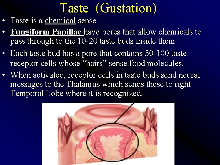 Taste (Gustation) • Taste is a chemical sense. • Fungiform Papillae have pores that