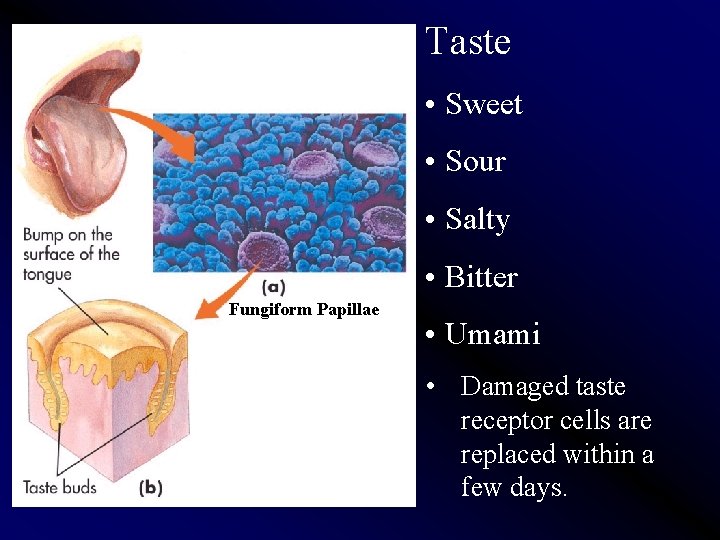 Taste • Sweet • Sour • Salty • Bitter Fungiform Papillae • Umami •