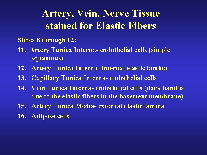 Artery, Vein, Nerve Tissue stained for Elastic Fibers Slides 8 through 12: 11. Artery