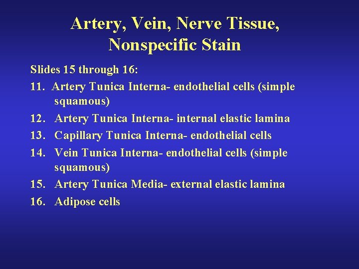 Artery, Vein, Nerve Tissue, Nonspecific Stain Slides 15 through 16: 11. Artery Tunica Interna-