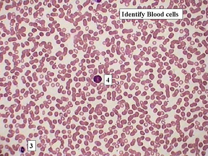 Identify Blood cells 4 3 