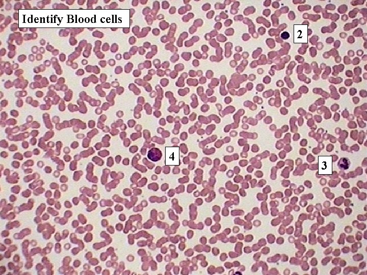 Identify Blood cells 2 4 3 