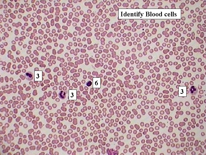 Identify Blood cells 3 6 3 3 