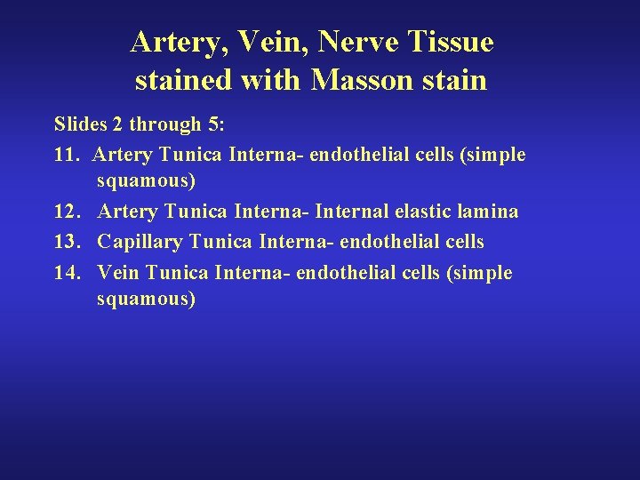 Artery, Vein, Nerve Tissue stained with Masson stain Slides 2 through 5: 11. Artery