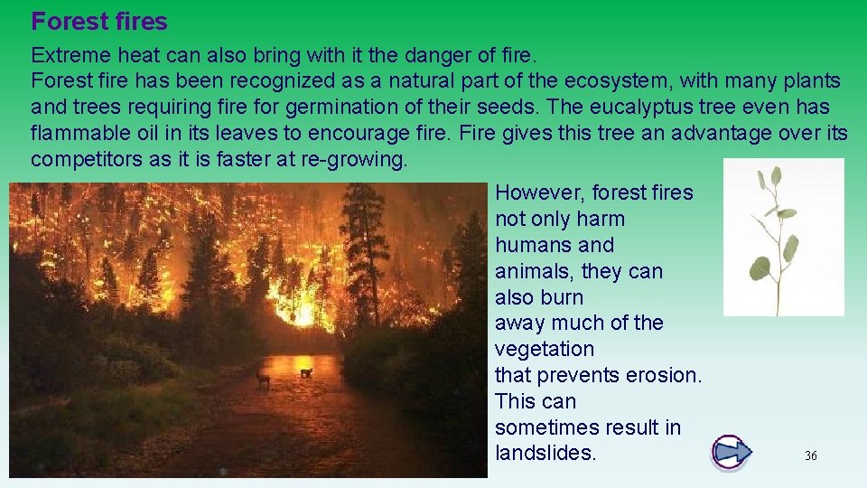 Forest fires Extreme heat can also bring with it the danger of fire. Forest