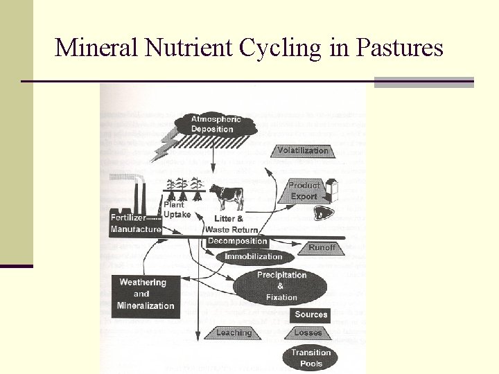 Mineral Nutrient Cycling in Pastures 