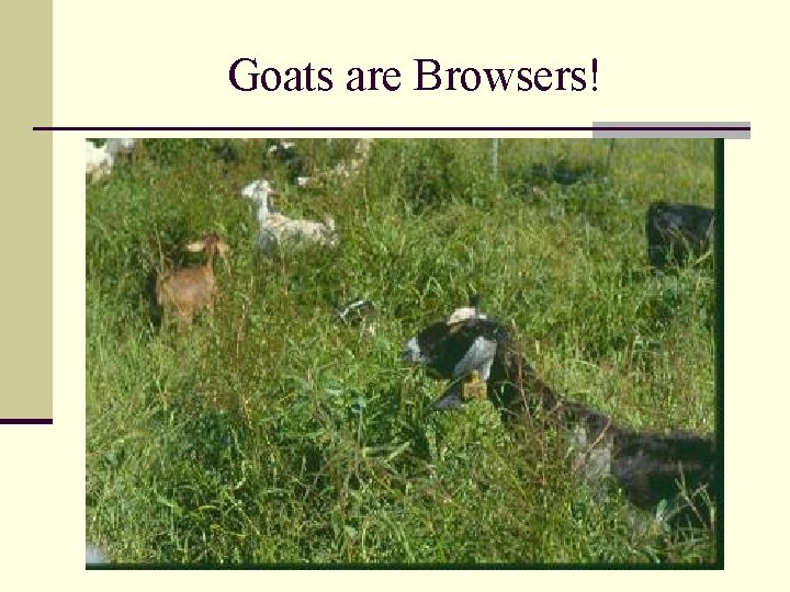 Goats are Browsers! 