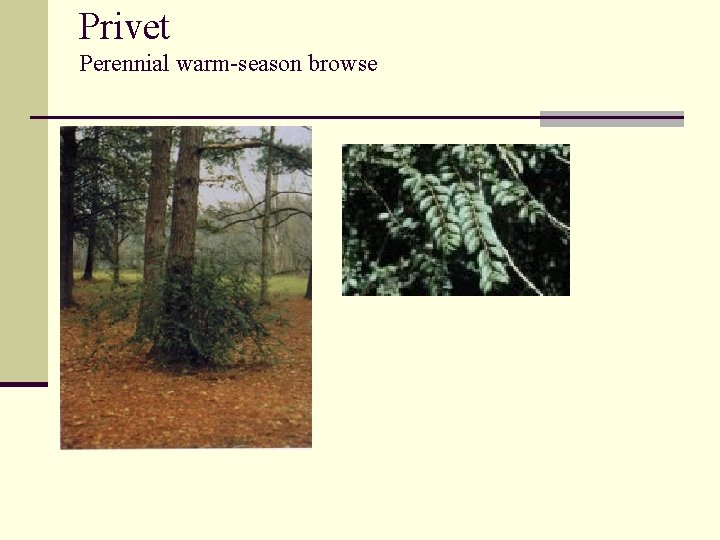 Privet Perennial warm-season browse 