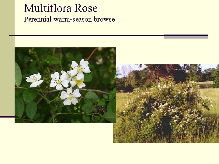 Multiflora Rose Perennial warm-season browse 