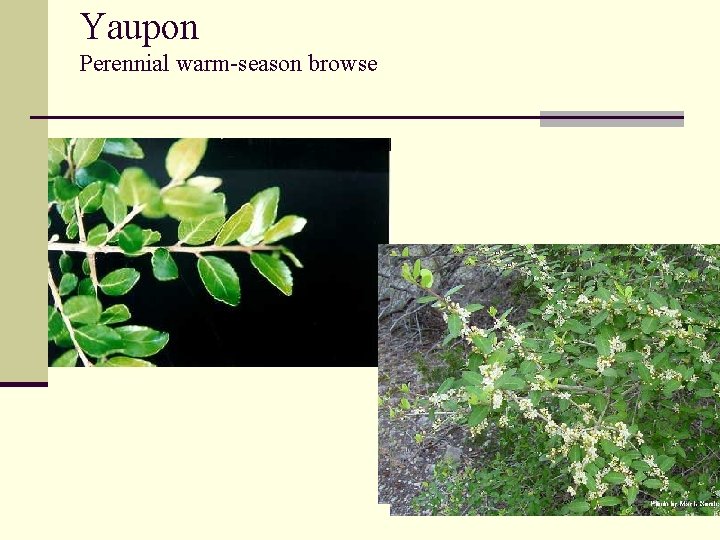 Yaupon Perennial warm-season browse 