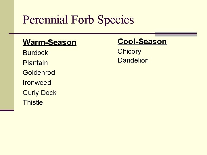 Perennial Forb Species Warm-Season Cool-Season Burdock Plantain Goldenrod Ironweed Curly Dock Thistle Chicory Dandelion