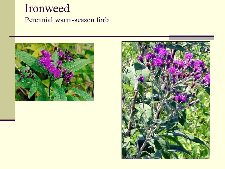 Ironweed Perennial warm-season forb 