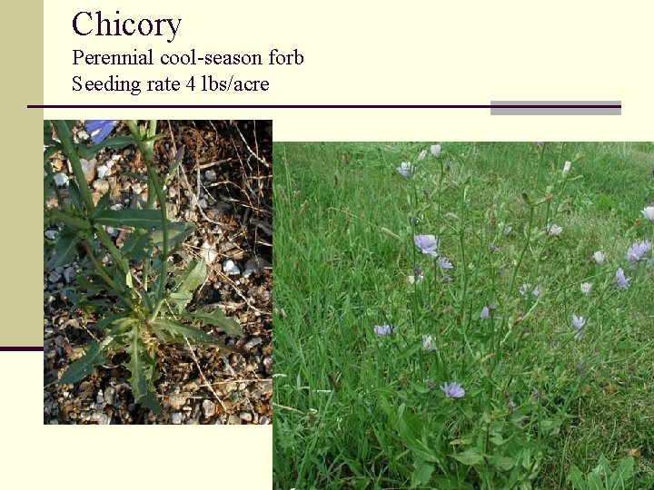 Chicory Perennial cool-season forb Seeding rate 4 lbs/acre 
