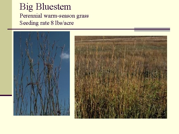 Big Bluestem Perennial warm-season grass Seeding rate 8 lbs/acre 