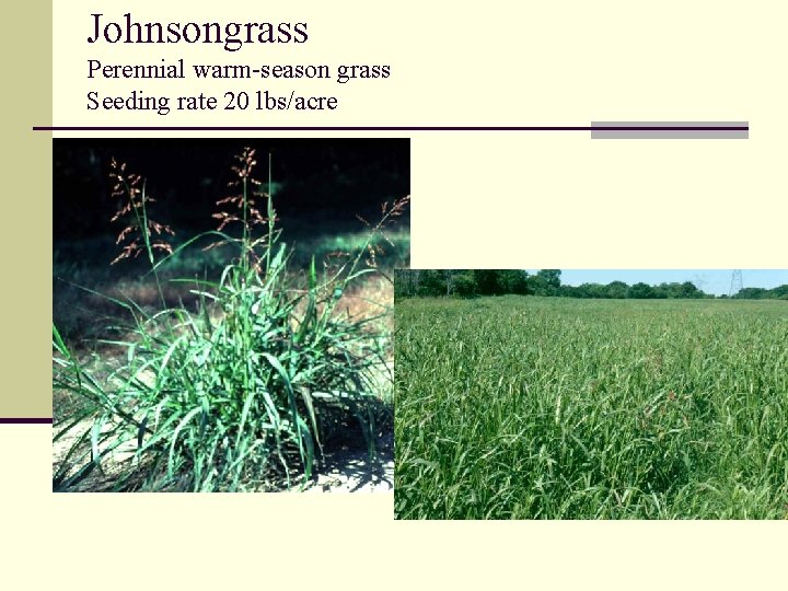 Johnsongrass Perennial warm-season grass Seeding rate 20 lbs/acre 