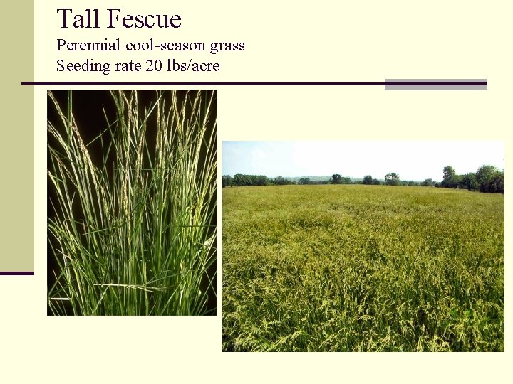 Tall Fescue Perennial cool-season grass Seeding rate 20 lbs/acre 