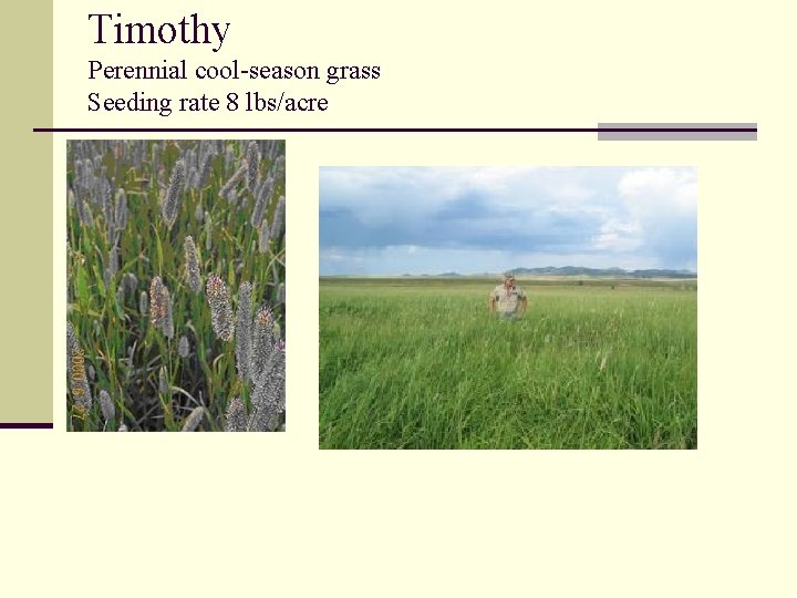 Timothy Perennial cool-season grass Seeding rate 8 lbs/acre 