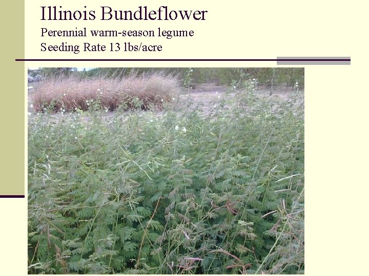 Illinois Bundleflower Perennial warm-season legume Seeding Rate 13 lbs/acre 