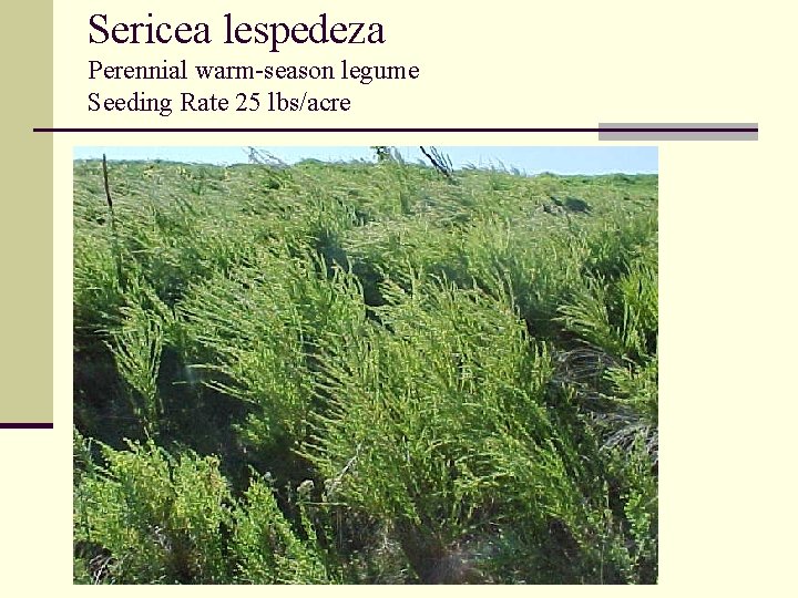 Sericea lespedeza Perennial warm-season legume Seeding Rate 25 lbs/acre 