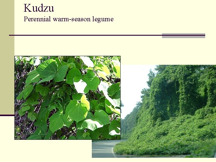 Kudzu Perennial warm-season legume 