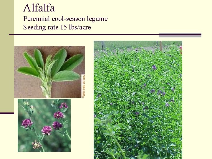 Alfalfa Perennial cool-season legume Seeding rate 15 lbs/acre 