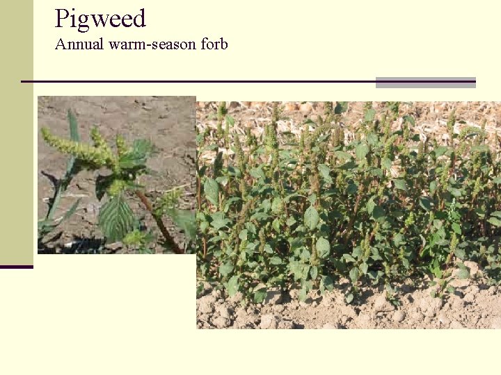 Pigweed Annual warm-season forb 