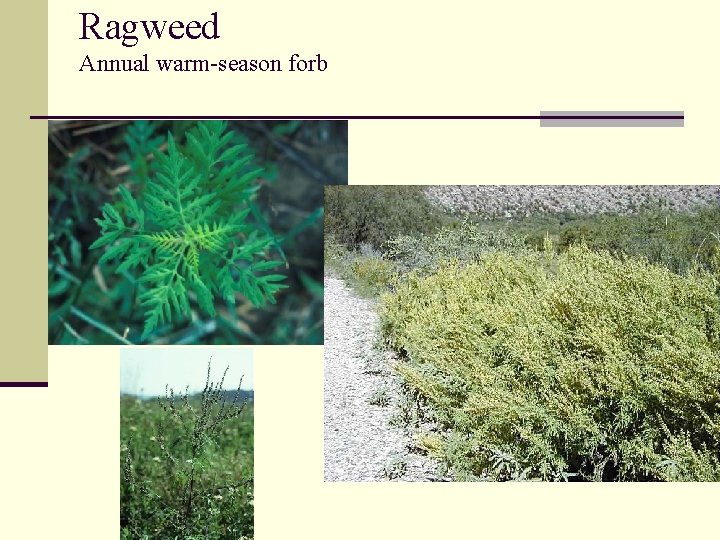 Ragweed Annual warm-season forb 
