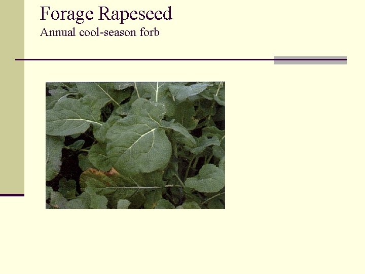 Forage Rapeseed Annual cool-season forb 