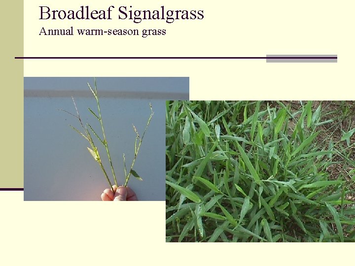 Broadleaf Signalgrass Annual warm-season grass 