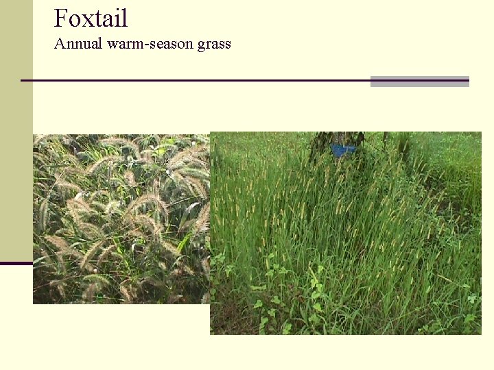 Foxtail Annual warm-season grass 