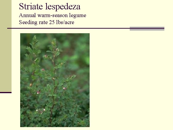 Striate lespedeza Annual warm-season legume Seeding rate 25 lbs/acre 