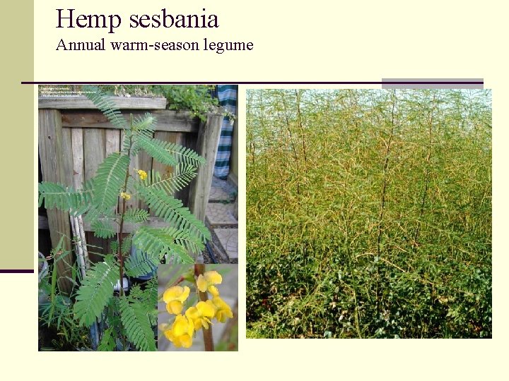 Hemp sesbania Annual warm-season legume 