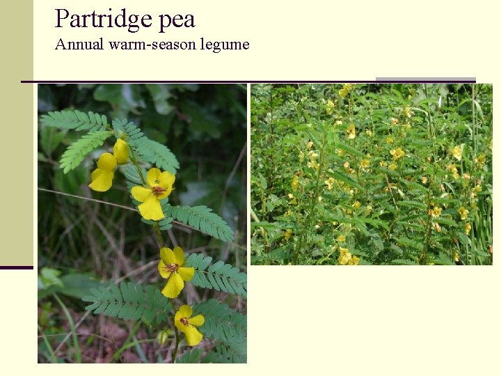 Partridge pea Annual warm-season legume 