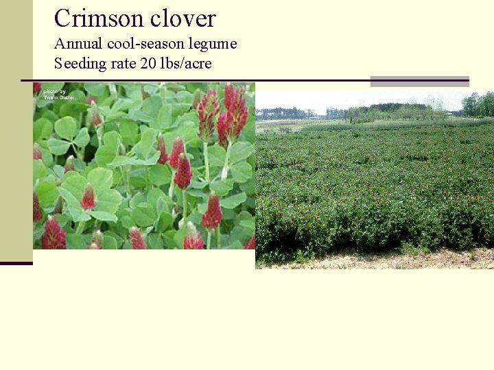 Crimson clover Annual cool-season legume Seeding rate 20 lbs/acre 